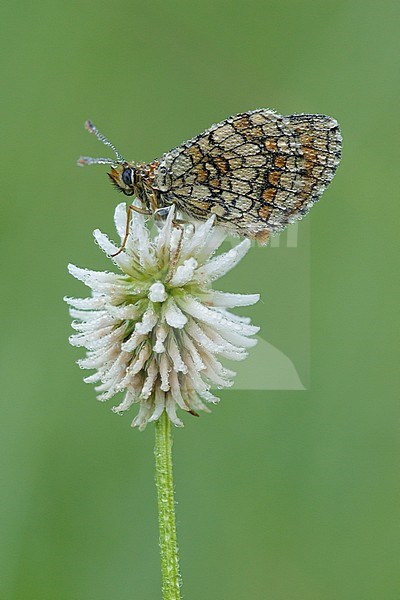 Heath Fritillary (Melitaea athalia) resting on top of small flower in Mercantour in France, against a natural green colored background. stock-image by Agami/Iolente Navarro,