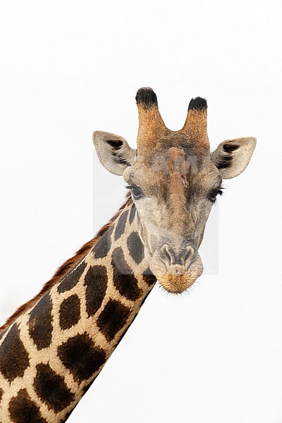 A portrait of a southern giraffe, Giraffa camelopardalis, looking at the camera. Kalahari, Botswana stock-image by Agami/Sergio Pitamitz,