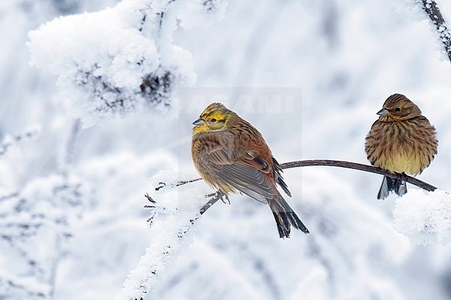 Yellowhammer (Emberiza citrinella citrinella), male and female perched on a snowy and frosty bush stock-image by Agami/Kari Eischer,