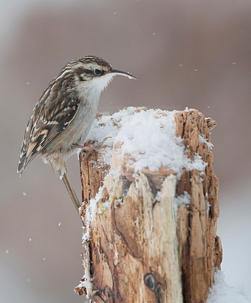 Boomkruiper zittend tegen boom; Short-toed Treecreeper perched against tree stock-image by Agami/Han Bouwmeester,