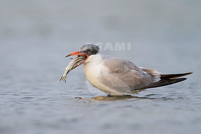 Caspian Tern - Raubseeschwalbe - Hydroprogne caspia, Oman, 2nd cy eating a fish stock-image by Agami/Ralph Martin,