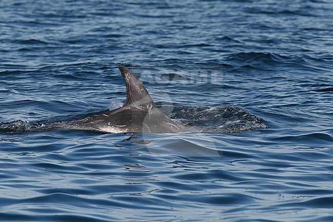 Gramper, Risso's Dolphin, Grampus griseus stock-image by Agami/Hugh Harrop,