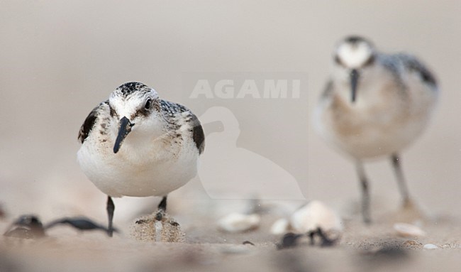 Drieteenstrandloper, Sanderling, Calidris alba stock-image by Agami/Menno van Duijn,