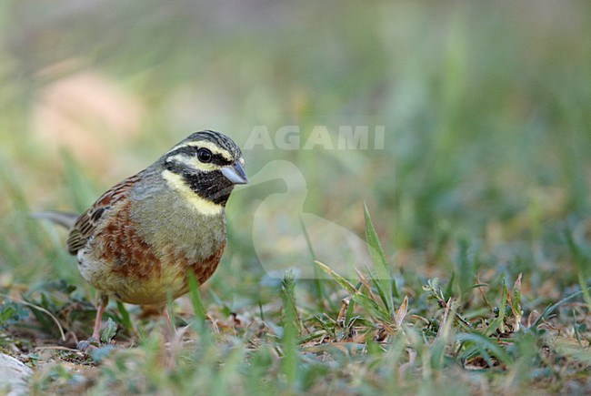 Volwassen mannetje Cirlgors, Adult male Cirl Bunting stock-image by Agami/Markus Varesvuo,