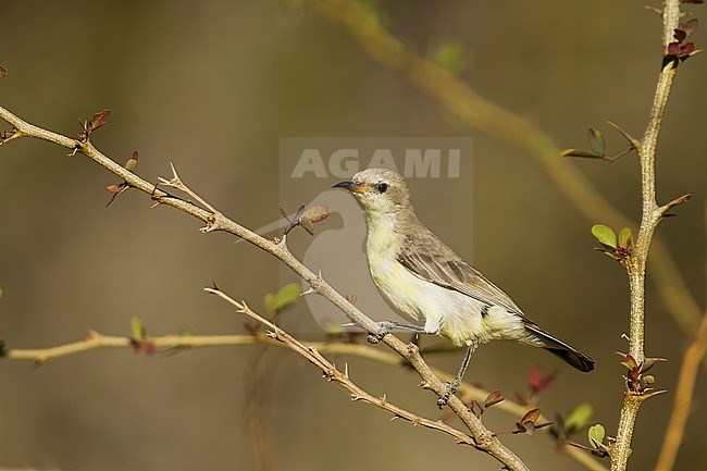 Nile Valley Sunbird - Hedydipna metallica, Oman, adult female stock-image by Agami/Ralph Martin,