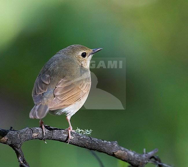 Siberian Blue Robin - Blaunachtigall - Larvivora cyane ssp. cyane, Russia, 2nd cy, female stock-image by Agami/Ralph Martin,