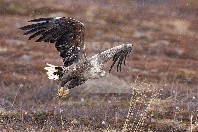 White-tailed Eagle, Haliaetus albicilla, in Norway. stock-image by Agami/Daniele Occhiato,