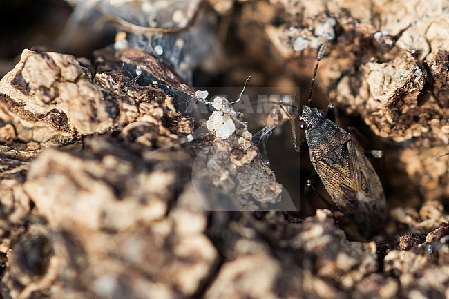 Sphragisticus nebulosus - Dirt-colored Seed, Germany, imago stock-image by Agami/Ralph Martin,