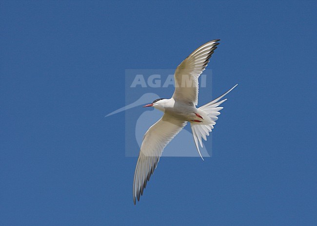 Noordse Stern, Arctic Tern, Sterna paradisaea stock-image by Agami/Hugh Harrop,