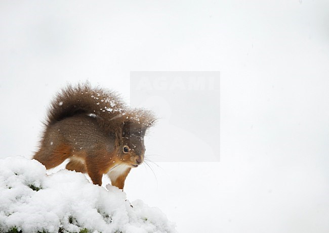 Eekhoorn zittend in de sneeuw; Red Squirrel sitting in the snow stock-image by Agami/Danny Green,