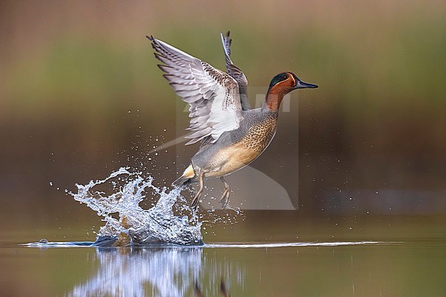 Eurasian Teal (Anas crecca) in Italy. stock-image by Agami/Daniele Occhiato,