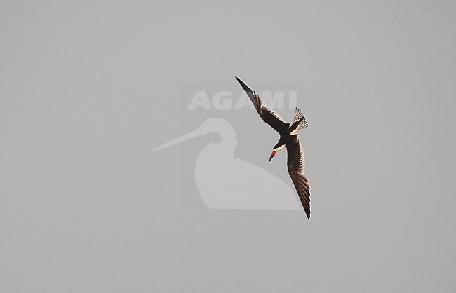 Black Skimmer (Rynchops niger), adult in flight at beach in Cape May, New Jersey, USA stock-image by Agami/Helge Sorensen,