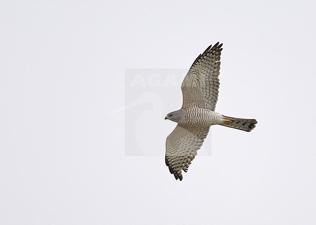 Migrating Levant Sparrowhawk (Accipiter brevipes) in Middle East. stock-image by Agami/Michael McKee,