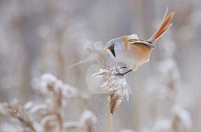 Baardman, Bearded Reedling stock-image by Agami/Markus Varesvuo,