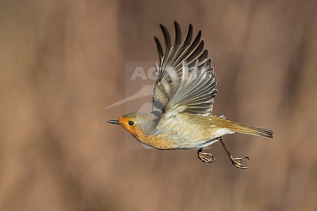 Adult European Robin (Erithacus rubecula) in flight against a natural background in Italy. stock-image by Agami/Daniele Occhiato,