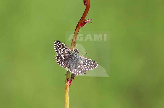 Aardbeivlinder, Grizzled Skipper stock-image by Agami/Theo Douma,