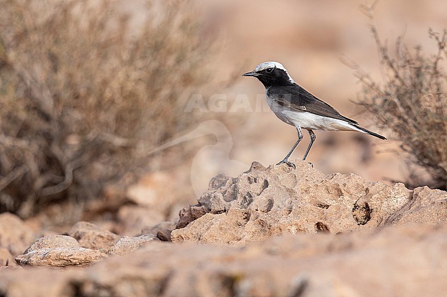 Maghreb wheatear (Oenanthe halophila) sitting on a rock in Falcon Nest near Boumalne Dadès, Morocco. stock-image by Agami/Vincent Legrand,