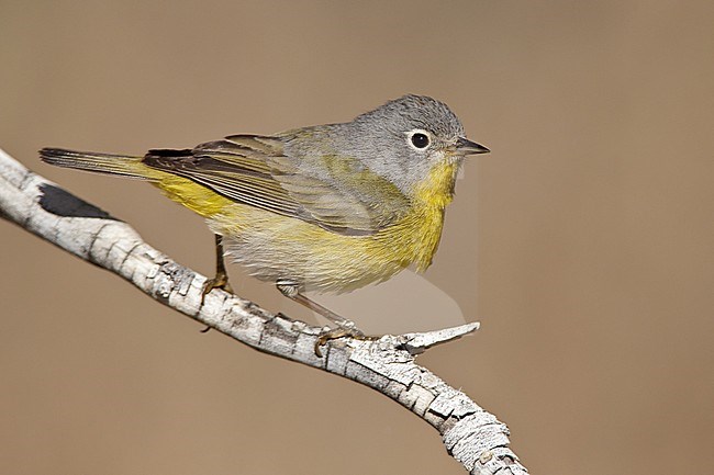 Adult male
Riverside Co., CA
April 2010 stock-image by Agami/Brian E Small,