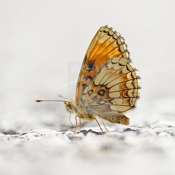 Heath Fritillary (Melitaea athalia) resting on shore of a little river in Mercantour in France, against a natural pale colored background. stock-image by Agami/Iolente Navarro,