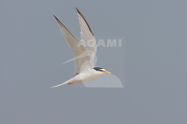 Adulte Dwergstern in de vlucht; Adult Litlle Tern in flight stock-image by Agami/Arie Ouwerkerk,