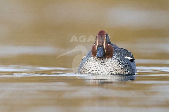 Eurasian Teal - Krickente - Anas crecca, Germany, adult male stock-image by Agami/Ralph Martin,