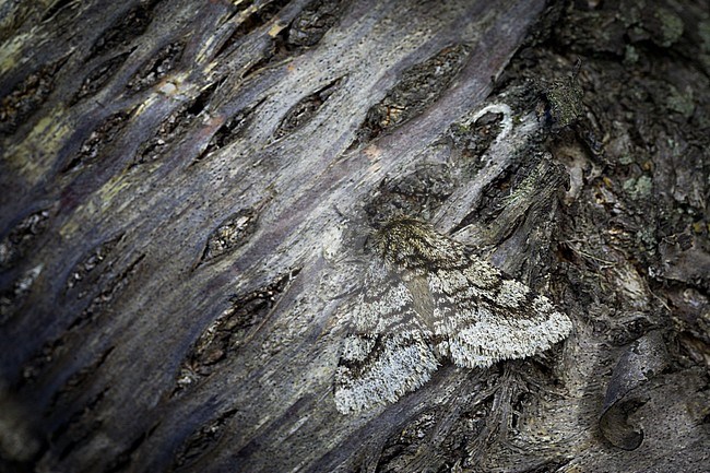 Lycia hirtaria - Brindled beauty - Schwarzfühler-Dickleibspanner, France (Provence), imago stock-image by Agami/Ralph Martin,