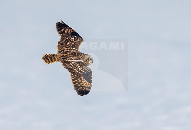 Velduil in vlucht; Short-eared Owl in flight stock-image by Agami/Daniele Occhiato,