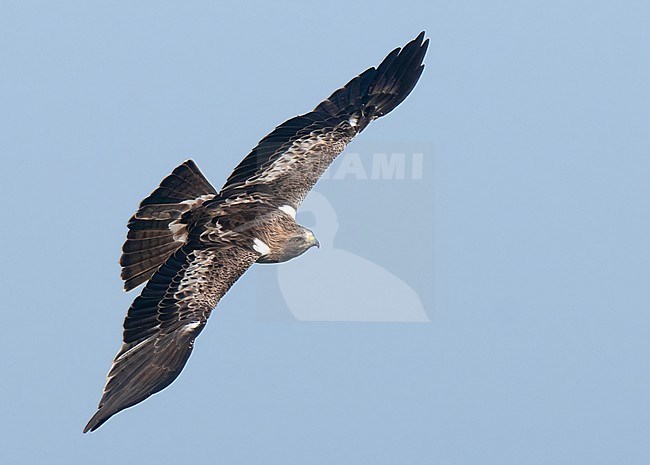 Booted Eagle (Aquila pennata) in flight, showing upperparts against blue sky as background stock-image by Agami/Kari Eischer,