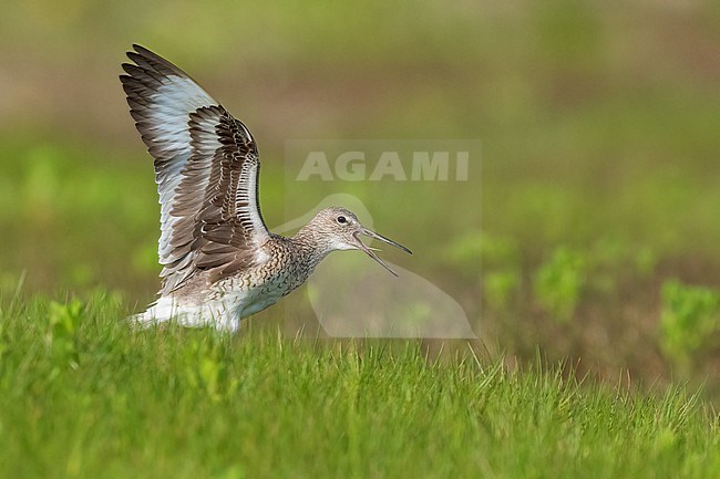 Adult breeding
Galveston Co., TX
May 2023 stock-image by Agami/Brian E Small,