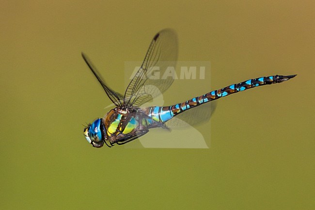 Vliegende Paardenbijter, Migrant Hawker in flight stock-image by Agami/Daniele Occhiato,