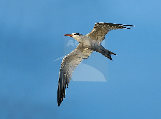 Second-summer African Royal Tern (Thalasseus maximus albididorsalis) during mid June at a tern colony near Hyères in France. Seen from below. stock-image by Agami/Aurélien Audevard,
