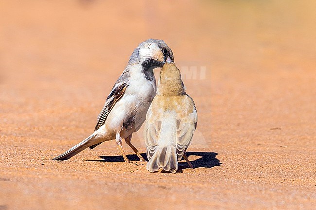 Male & juvenile Northern Desert Sparrow in Oued Jenna, Western Sahara. March 2011. stock-image by Agami/Vincent Legrand,