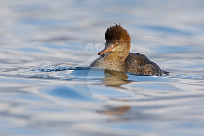 Smergo minore; Red-breasted Merganser; Mergus serrator stock-image by Agami/Daniele Occhiato,