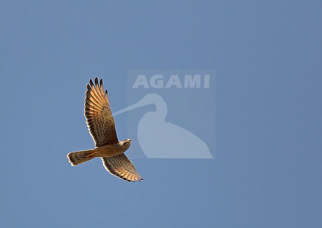 Grasshopper Buzzard, Butastur rufipennis, in the Gambia. stock-image by Agami/Harvey van Diek,