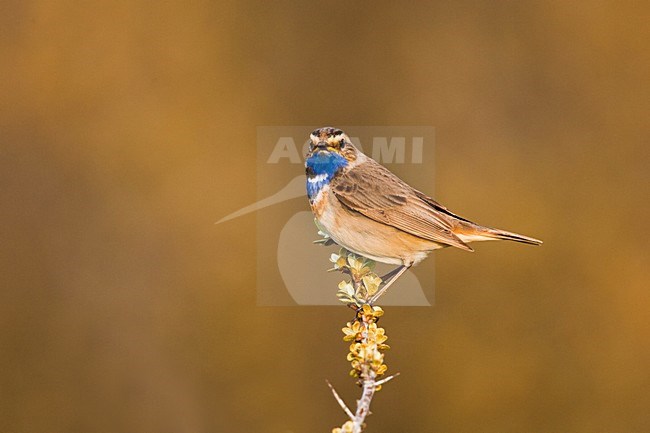 Blauwborst, White-spotted Bluethroat, Luscinia svecica stock-image by Agami/Menno van Duijn,