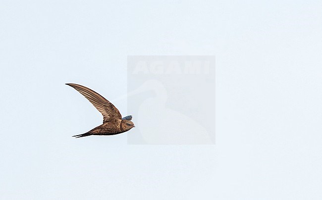 Plain Swift (Apus unicolor) in flight on the island Madeira, Portugal. stock-image by Agami/Marc Guyt,