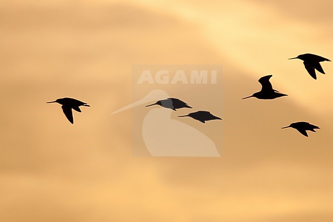 Groepje Rosse Grutto\'s in de vlucht; Flock of Bar-tailed Godwits in flight stock-image by Agami/Menno van Duijn,