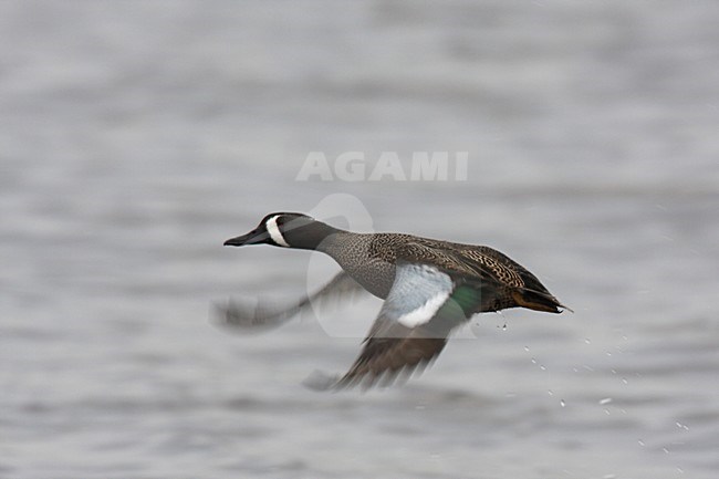 Mannetje Blauwvleugeltaling in de vlucht; Male Blue-winged Teal in flight stock-image by Agami/Chris van Rijswijk,