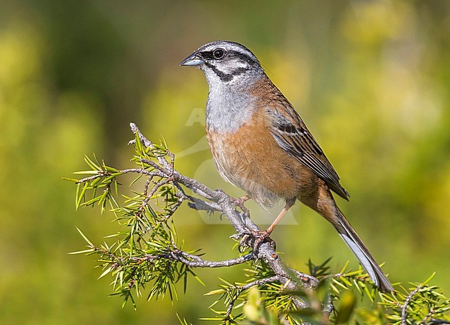 Volwassen mannetje Grijze Gors; Adult male Rock Bunting stock-image by Agami/Daniele Occhiato,