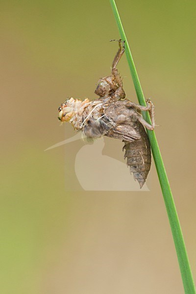 Uitsluipende Viervlek, Emerging Libellula quadrimaculata stock-image by Agami/Wil Leurs,