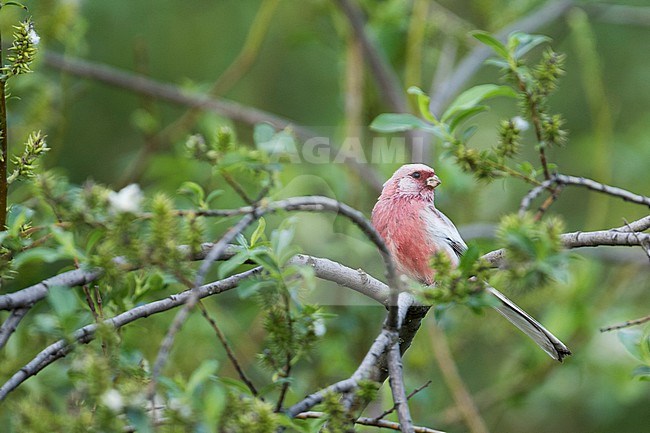 Long-tailed Rosefinch - Meisengimpel - Carpodacus sibiricus sibiricus, Russia (Jekaterinburgh), adult male stock-image by Agami/Ralph Martin,