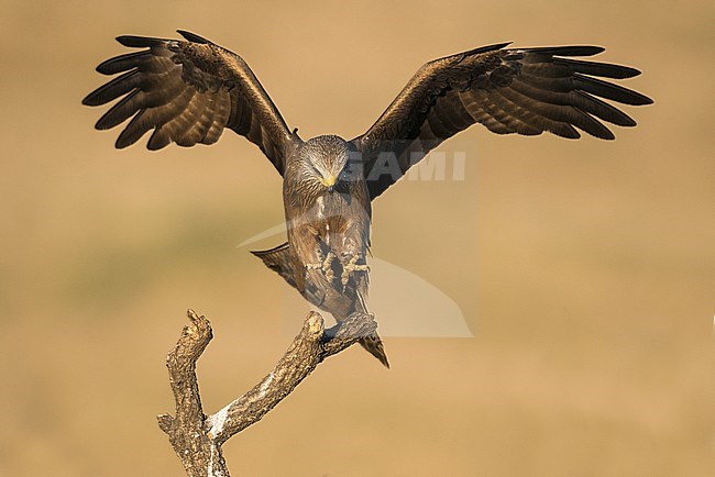 Black Kite (Milvus migrans) in Spain stock-image by Agami/Alain Ghignone,