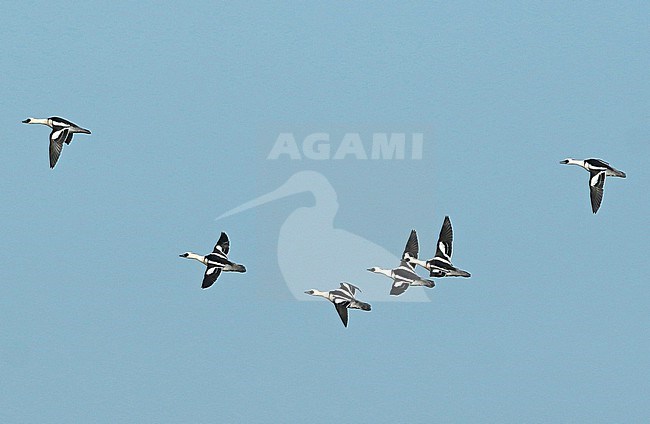 Smew (Mergellus albellus), group of adult males in flight, seen from the side, showing upperwings. stock-image by Agami/Fred Visscher,
