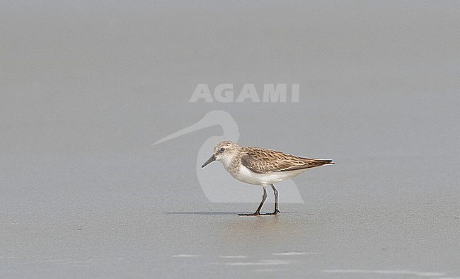 First winter Red-necked Stint (Calidris ruficollis) foraging on the beach along the coast of the Gulf of Thailand stock-image by Agami/Edwin Winkel,