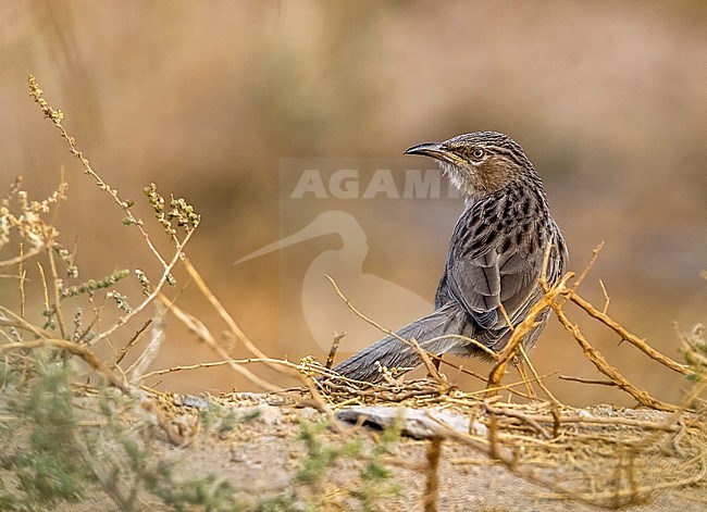 Afghan Babbler perched on branch in Kuwait. December 2010. stock-image by Agami/Vincent Legrand,