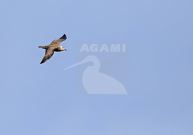 Kermadec petrel (Pterodroma neglecta) flying over Kauai island, Hawaii, United States. A polymorphic of gadfly petrel. stock-image by Agami/Pete Morris,