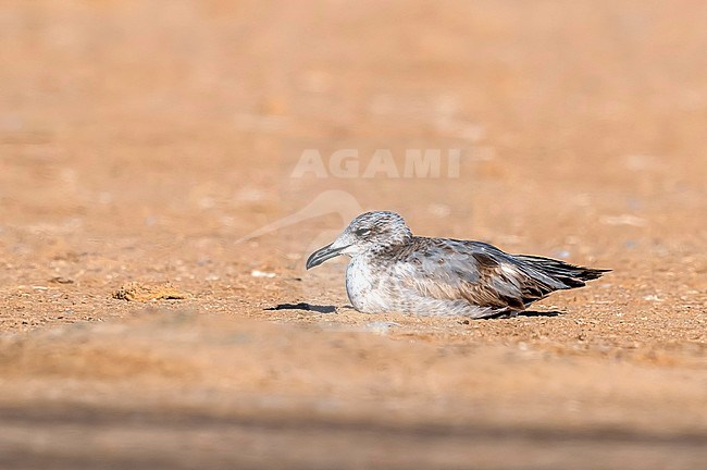 Second calender year Audouin's Gull (Ichthyaetus audouinii) resting on a beach in Lamhiriz harbour, Western Sahara, Morocco. stock-image by Agami/Vincent Legrand,