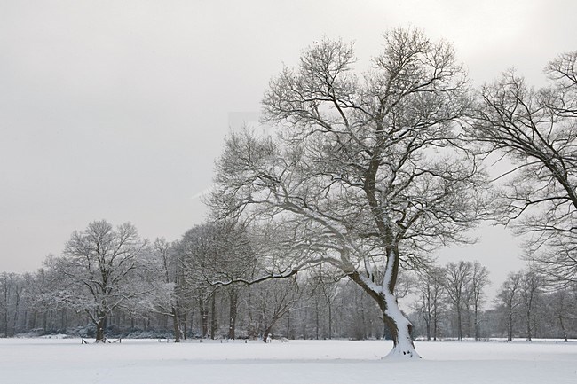 Winter op Landgoed Twickel; Winter at Landgoed Twickel stock-image by Agami/Han Bouwmeester,