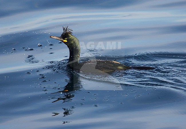 Volwassen Kuifaalscholver zwemmend; Adult European Shag swimming stock-image by Agami/Markus Varesvuo,