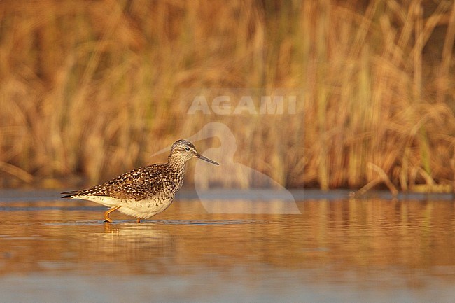 on a pond in Churchill Manotoba, Canada. stock-image by Agami/Glenn Bartley,